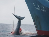 Japón detendrá su programa de pesca de ballenas en la Antártida