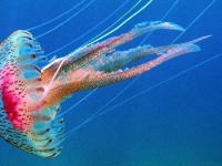 Crece el número de medusas en el Mediterráneo