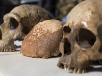 Hallan un cráneo en Israel que aporta nuevos datos sobre los primeros humanos europeos