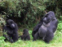 El gorila de montaña se encuentra en peligro de extinción