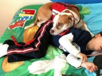 Pitbull acompañante de un niño con parálisis cerebral