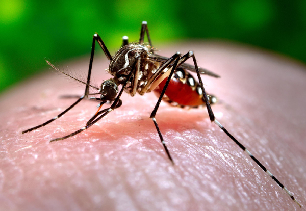 Se detecta el primer caso de chikungunya en España por contagio autóctono