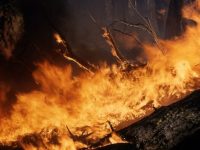 2017, un año nefasto de incendios forestales en España