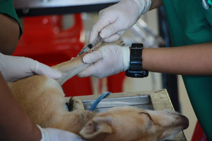 Campus Training y sus cursos de veterinaria y animales